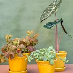 Bergs Potter Accessories Copenhagen Plant Pot, Yellow 7 Bergs Potter Accessories Copenhagen Plant Pot, Yellow