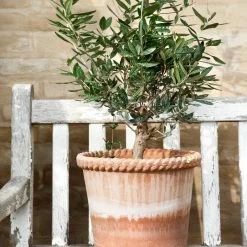 Bergs Potter Accessories Emilia Plant Pot, Rosa