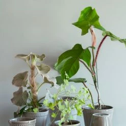 Bergs Potter Helena Plant Pot, Pearl Grey Accessories