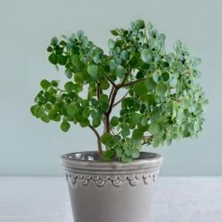 Bergs Potter Copenhagen Plant Pot, Pearl Grey Accessories